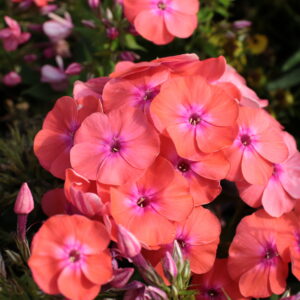 Floks wiechowaty „Flame Coral” - Phlox paniculata "Flame Coral"