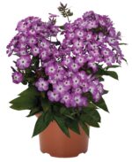 Floks wiechowaty „Flame Pro Purple” - Phlox paniculata Flame Pro Purple - Image 3
