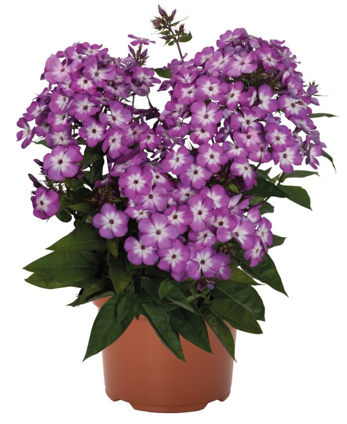 Floks wiechowaty „Flame Pro Purple” - Phlox paniculata Flame Pro Purple - Image 3