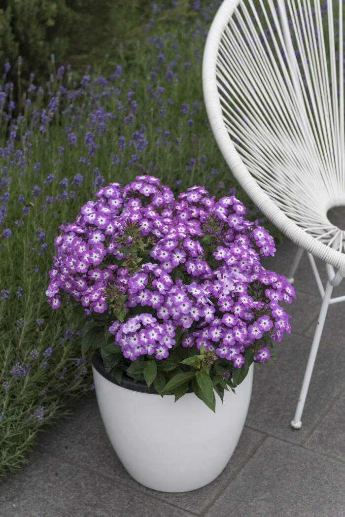 Floks wiechowaty „Flame Pro Purple” - Phlox paniculata Flame Pro Purple - Image 2