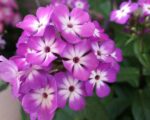 Floks wiechowaty „Flame Pro Purple” - Phlox paniculata Flame Pro Purple