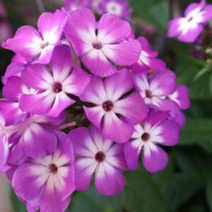 Floks wiechowaty „Flame Pro Purple” - Phlox paniculata Flame Pro Purple
