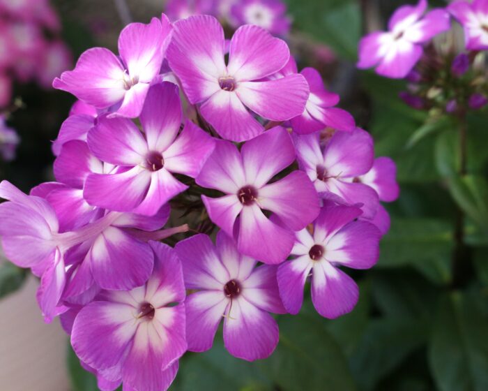 Floks wiechowaty „Flame Pro Purple” - Phlox paniculata Flame Pro Purple - Image 1