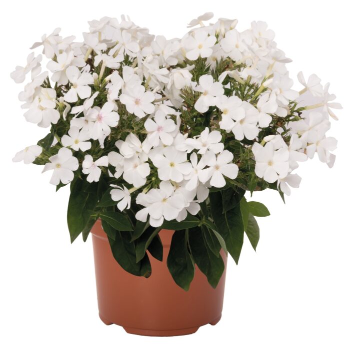 Floks wiechowaty „Flame Pro White” - Phlox paniculata Flame Pro White - obrazek 2