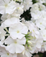 Floks wiechowaty „Flame Pro White” - Phlox paniculata Flame Pro White