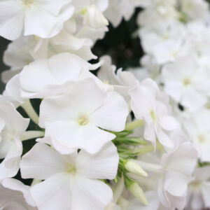 Floks wiechowaty „Flame Pro White” - Phlox paniculata Flame Pro White