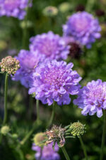Driakiew gołębia „Flutter Deep Blue” - Scabiosa columbaria Flutter Deep Blue