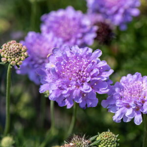 Driakiew gołębia „Flutter Deep Blue” - Scabiosa columbaria Flutter Deep Blue