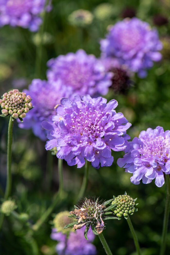 Driakiew gołębia „Flutter Deep Blue” - Scabiosa columbaria Flutter Deep Blue - Image 1