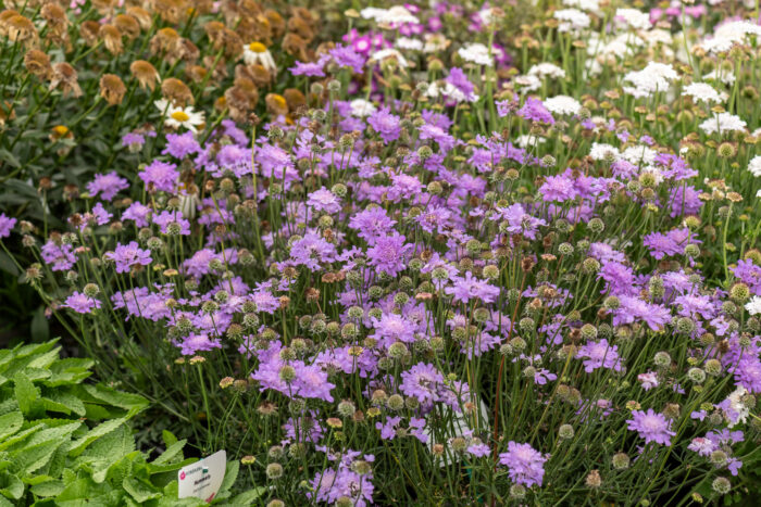 Driakiew gołębia „Flutter Deep Blue” - Scabiosa columbaria Flutter Deep Blue - Image 2