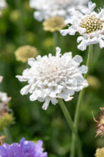 Driakiew gołębia „Flutter Pure White” - Scabiosa columbaria Flutter Pure White