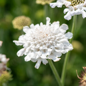Driakiew gołębia „Flutter Pure White” - Scabiosa columbaria Flutter Pure White