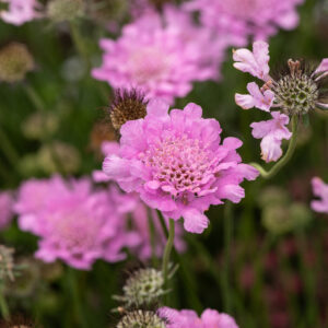Driakiew gołębia „Flutter Rose Pink” - Scabiosa columbaria Flutter Rose Pink