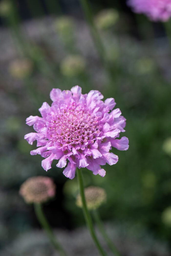 Driakiew gołębia „Flutter Rose Pink” - Scabiosa columbaria Flutter Rose Pink - Image 2