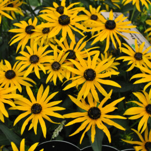 Rudbekia błyskotliwa „Forever Gold” - Rudbeckia fulgida Forever Gold