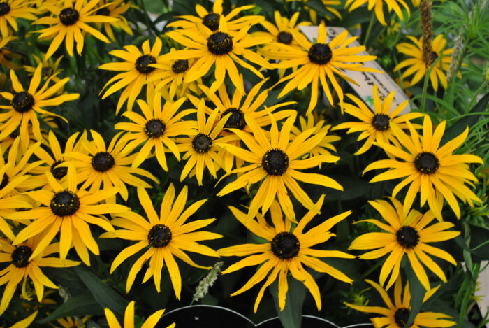 Rudbekia błyskotliwa „Forever Gold” - Rudbeckia fulgida Forever Gold - Image 1
