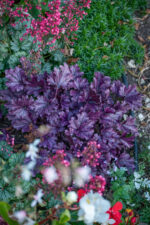 Żurawka „Forever Purple” - Heuchera hybrida Forever Purple