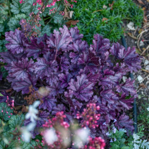 Żurawka „Forever Purple” - Heuchera hybrida Forever Purple