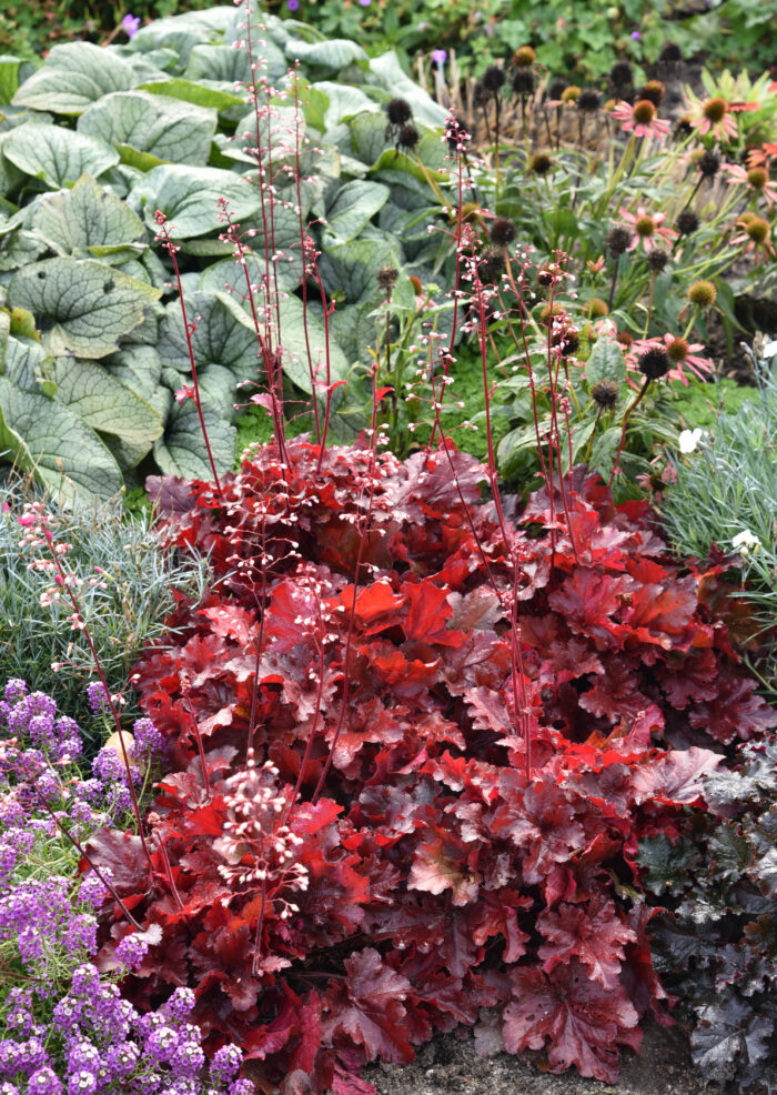 Żurawka „Forever Red” - Heuchera hybrida Forever Red - obrazek 2