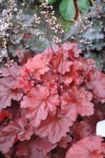 Żurawka „Forever Red” - Heuchera hybrida Forever Red - obrazek 5