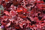 Żurawka „Forever Red” - Heuchera hybrida Forever Red