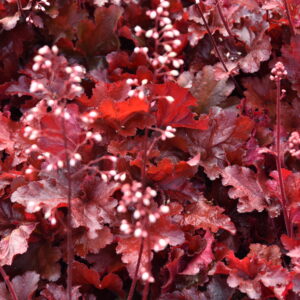 Żurawka „Forever Red” - Heuchera hybrida Forever Red