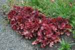 Żurawka „Forever Red” - Heuchera hybrida Forever Red - obrazek 4