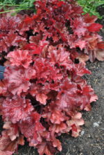 Żurawka „Forever Red” - Heuchera hybrida Forever Red - obrazek 3