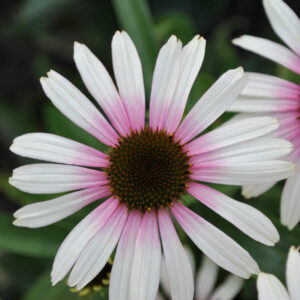 Jeżówka „Fountain Pink Eye” - Echinacea purpurea Fountain Pink Eye "A"