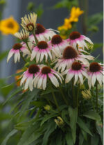 Jeżówka „Fountain Pink Eye” - Echinacea purpurea Fountain Pink Eye "A" - obrazek 4