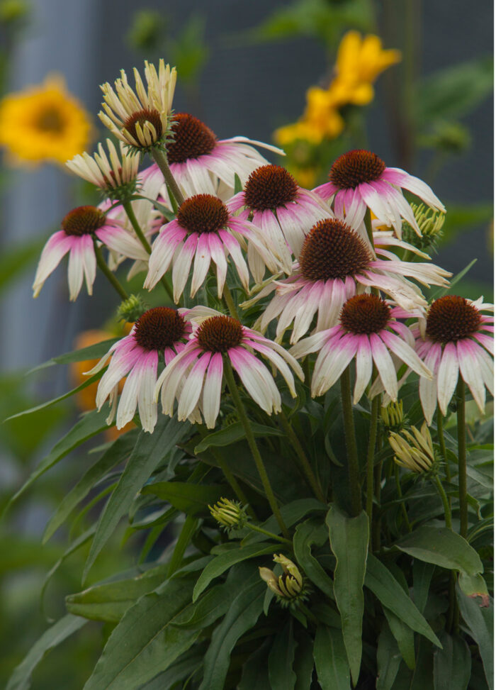 Jeżówka „Fountain Pink Eye” - Echinacea purpurea Fountain Pink Eye "A" - obrazek 4