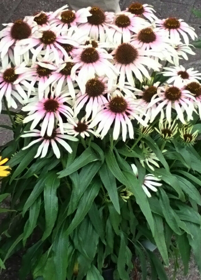 Jeżówka „Fountain Pink Eye” - Echinacea purpurea Fountain Pink Eye "A" - obrazek 5