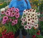 Jeżówka „Fountain Pink Eye” - Echinacea purpurea Fountain Pink Eye "A" - obrazek 3