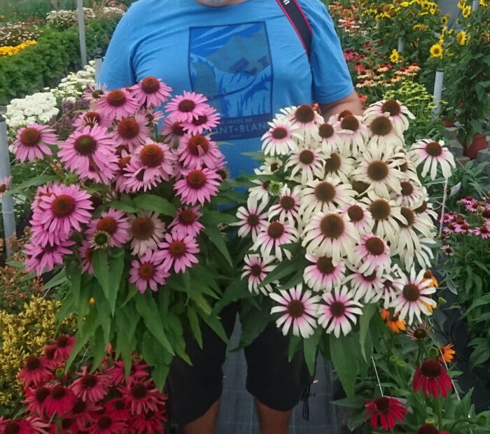 Jeżówka „Fountain Pink Eye” - Echinacea purpurea Fountain Pink Eye "A" - obrazek 3