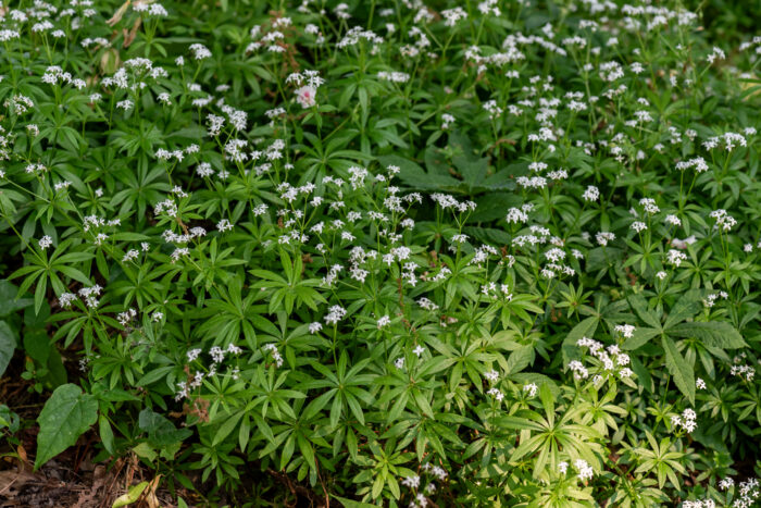 Przytulia wonna - Galium odoratum - Image 2
