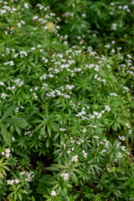 Przytulia wonna - Galium odoratum - Image 4