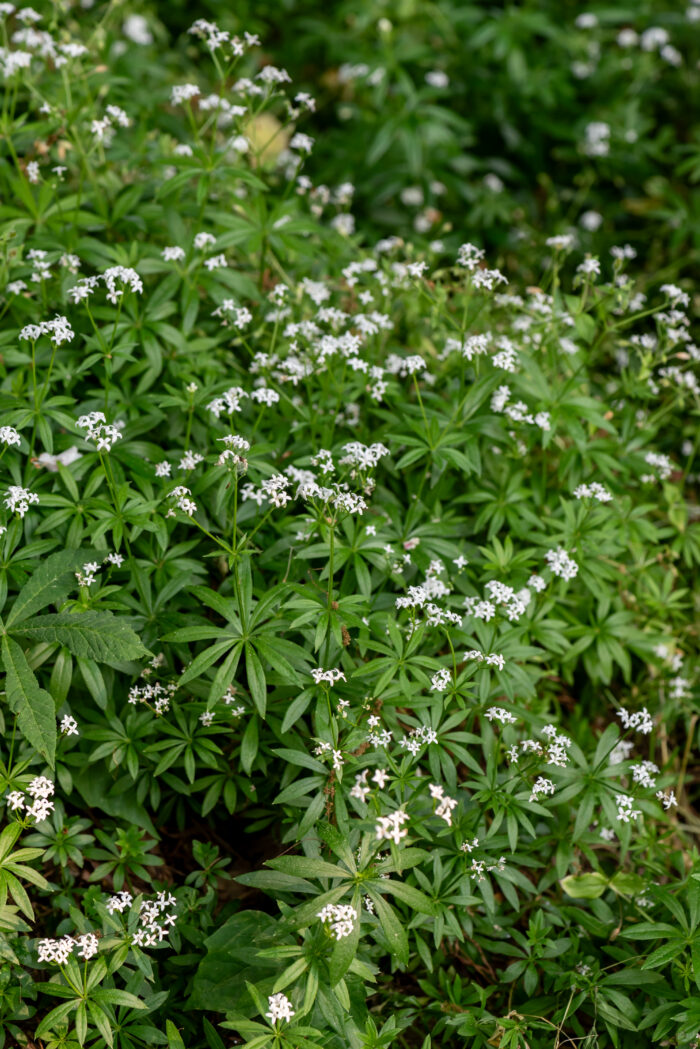 Przytulia wonna - Galium odoratum - Image 4