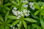 Przytulia wonna - Galium odoratum