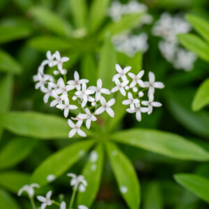 Przytulia wonna - Galium odoratum