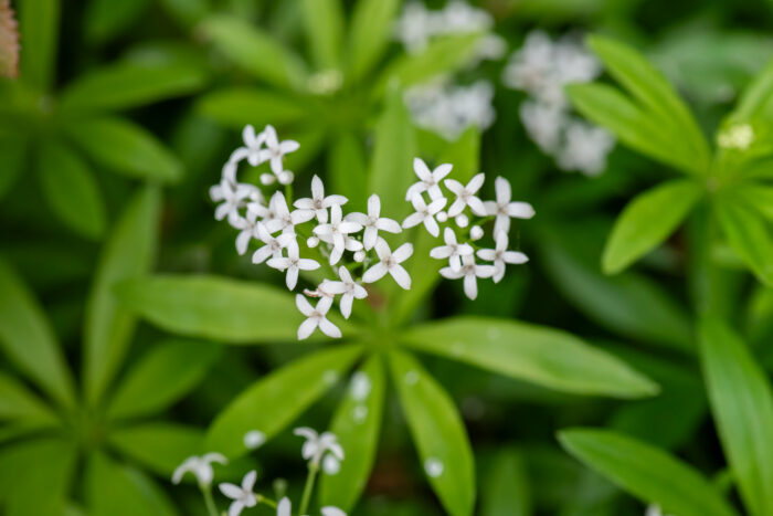 Przytulia wonna - Galium odoratum - Image 1