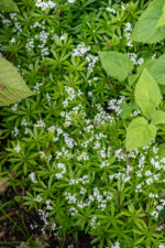 Przytulia wonna - Galium odoratum - Image 3