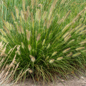 Rozplenica japońska „Gelbstiel” - Pennisetum alopecuroides Gelbstiel