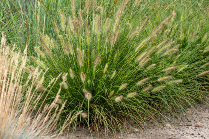 gelbstiel_pennisetum-alopecuroides_74129_1 Rozplenica japońska „Gelbstiel” - Pennisetum alopecuroides Gelbstiel - Image 1