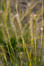 Rozplenica japońska „Gelbstiel” - Pennisetum alopecuroides Gelbstiel - Image 3