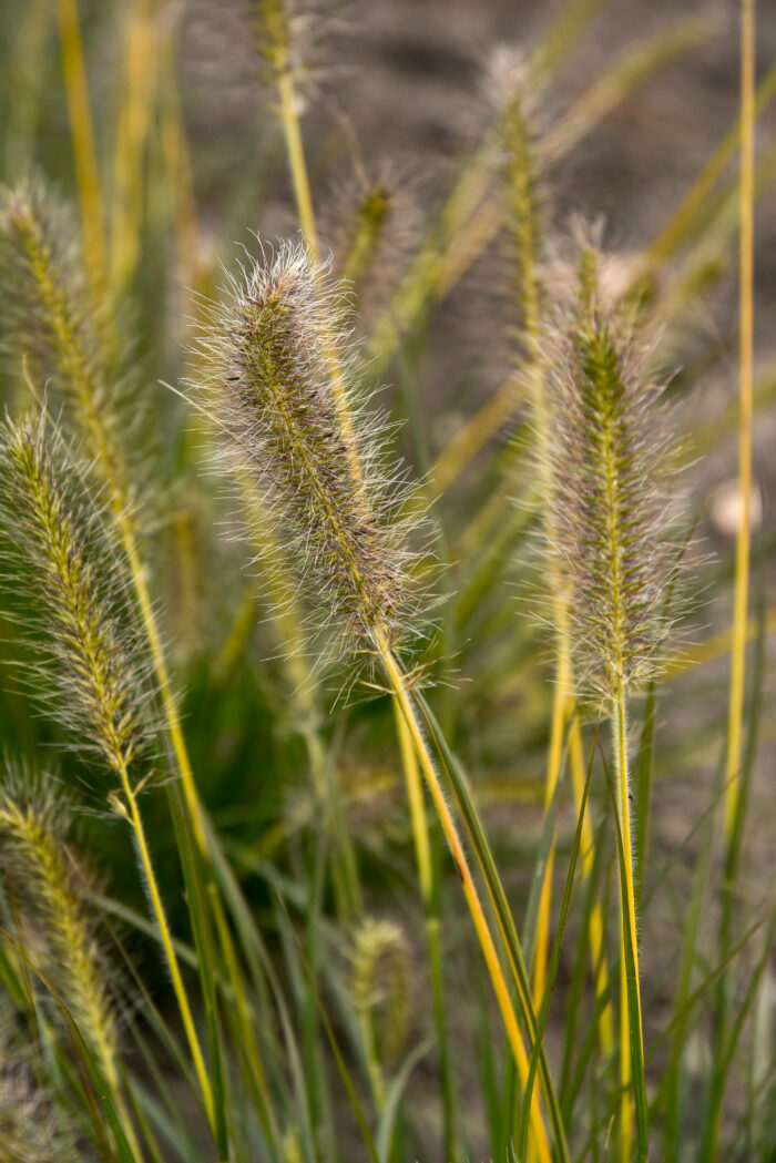 Rozplenica japońska „Gelbstiel” - Pennisetum alopecuroides Gelbstiel - Image 3