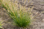 Rozplenica japońska „Gelbstiel” - Pennisetum alopecuroides Gelbstiel - Image 2