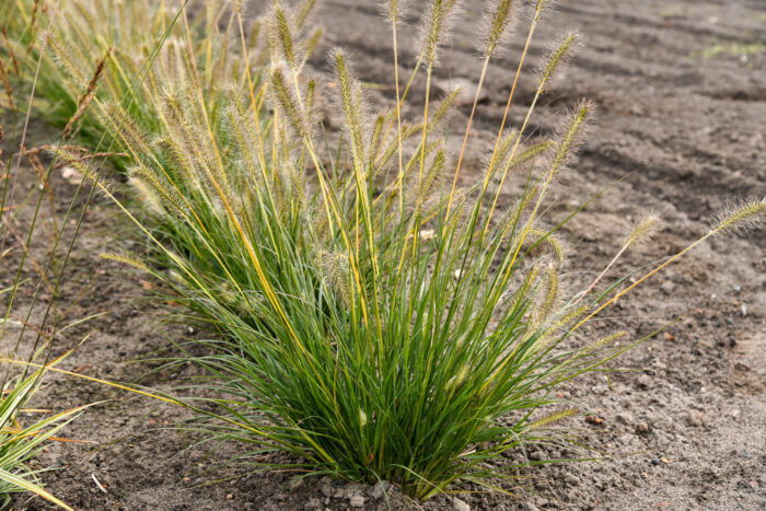 Rozplenica japońska „Gelbstiel” - Pennisetum alopecuroides Gelbstiel - Image 2
