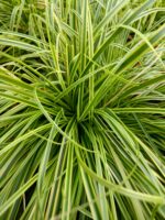 Turzyca długokłosowa „Gold Fountain” - Carex dolichostachya Gold Fountain - obrazek 3