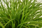 Turzyca długokłosowa „Gold Fountain” - Carex dolichostachya Gold Fountain - obrazek 2