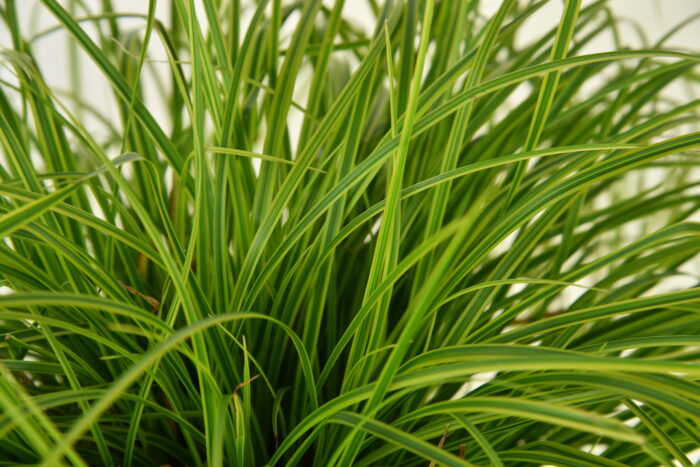 Turzyca długokłosowa „Gold Fountain” - Carex dolichostachya Gold Fountain - obrazek 2